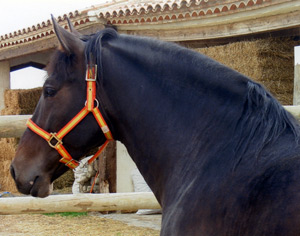 rencontre amoureux du cheval